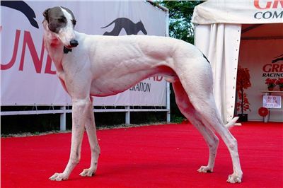 Chrt_White_Elbony_Czech_Greyhound_Racing_Federation_Dsc02672.jpg
