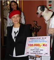 Golden_greyhound_Cayenn_Elbony_Ceska_greyhound_dostihova_federace_DSC01560.JPG