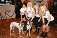 Golden_greyhound_White_Elbony_Ceska_greyhound_dostihova_federace_DSC09580.JPG