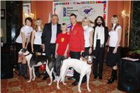 Golden_greyhound_White_Elbony_Ceska_greyhound_dostihova_federace_DSC09593.JPG