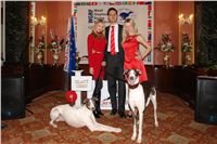 Golden_greyhound_White_Elbony_Ceska_greyhound_dostihova_federace_DSC09621.JPG