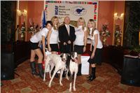 Golden_greyhound_White_Elbony_Ceska_greyhound_dostihova_federace_DSC09625.JPG