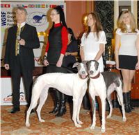 Golden_greyhound_White_Elbony_Ceska_greyhound_dostihova_federace_DSC_0009.jpg