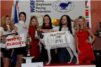 Golden_greyhound_White_Elbony_Ceska_greyhound_dostihova_federace_DSC_0090.jpg