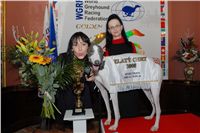 Golden_greyhound_White_Elbony_Ceska_greyhound_dostihova_federace_DSC_0122.jpg