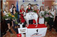 Golden_greyhound_White_Elbony_Ceska_greyhound_dostihova_federace_DSC_0131.jpg