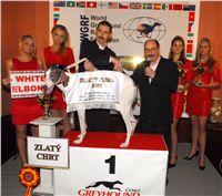 Golden_greyhound_White_Elbony_Ceska_greyhound_dostihova_federace_DSC_0155.JPG