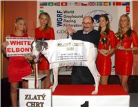 Golden_greyhound_White_Elbony_Ceska_greyhound_dostihova_federace_DSC_0163.JPG