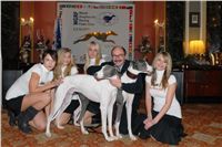 Golden_greyhound_White_Elbony_Ceska_greyhound_dostihova_federace_DSC_0230.jpg