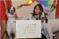 Golden_greyhound_White_Elbony_Ceska_greyhound_dostihova_federace_fs_0168.jpg