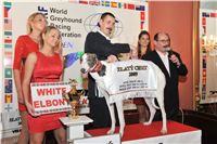 Golden_greyhound_White_Elbony_Ceska_greyhound_dostihova_federace_fs_0193.jpg