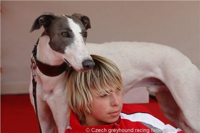 Chrt_White_Elbony_Czech_Greyhound_Racing_Federation_DSC01229.jpg