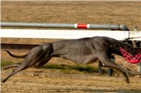 testovani_chrti_drahy_Praskacka_Ceska_greyhound_dostihova_federace_DSC05566.JPG