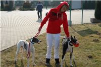 testovani_chrti_drahy_Praskacka_Ceska_greyhound_dostihova_federace_DSC05593.JPG