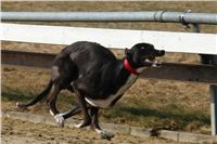 testovani_chrti_drahy_Praskacka_Ceska_greyhound_dostihova_federace_DSC05594.JPG