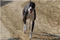 testovani_chrti_drahy_Praskacka_Ceska_greyhound_dostihova_federace_DSC05603.JPG