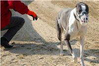 testovani_chrti_drahy_Praskacka_Ceska_greyhound_dostihova_federace_DSC05610.JPG