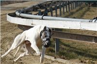 testovani_chrti_drahy_Praskacka_Ceska_greyhound_dostihova_federace_DSC05616.JPG