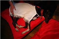 Golden_Greyhound_2010_Awards_DSC05818.JPG