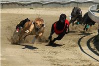 Lemon_Moet_Zlaty_chrt_vitez_Ceska_greyhound_dostihova_federace_DSC03740.JPG