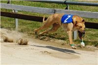 Lemon_Moet_Zlaty_chrt_vitez_Ceska_greyhound_dostihova_federace_DSC05598.JPG