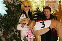 Lemon_Moet_Zlaty_chrt_vitez_Ceska_greyhound_dostihova_federace_NQ1M5120_gp.JPG