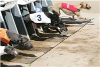 Lemon_Moet_Zlaty_chrt_vitez_Ceska_greyhound_dostihova_federace_NQ1M5828.JPG