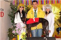 Sjudraget_Lijane_Zlaty_chrt_Ceska_greyhound_dostihova_federace_DSC05125.JPG