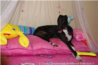 NewMac_Dior_Zlaty_chrt_Ceska_greyhound_dostihova_federace_DSC07711.JPG