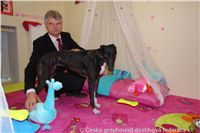 NewMac_Dior_Zlaty_chrt_Ceska_greyhound_dostihova_federace_DSC07815.JPG