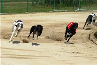 White_Elbony_Zlaty_chrt_Ceska_greyhound_dostihova_federace_DSC05619.JPG