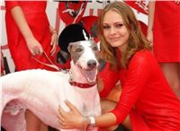 White_Elbony_Zlaty_chrt_Ceska_greyhound_dostihova_federace_DSC09020.jpg