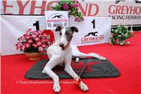 White_Elbony_Zlaty_chrt_Ceska_greyhound_dostihova_federace_NQ1M6849.jpg