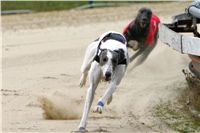 White_Elbony_Zlaty_chrt_Ceska_greyhound_dostihova_federace_NQ1M9994.jpg