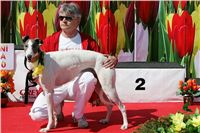 White_Elbony_Zlaty_chrt_Ceska_greyhound_dostihova_federace_Nq1m3276.jpg