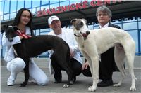 White_Elbony_puppy_Ceska_greyhound_dostihova_federace_DSC00617.JPG