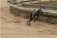 First_Solo_Racing_2011_Ceska_greyhound_dostihova_federace_DSC00395.JPG