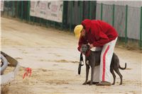 First_Solo_Racing_2011_Ceska_greyhound_dostihova_federace_DSC00402.JPG