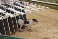 First_Solo_Racing_2011_Ceska_greyhound_dostihova_federace_DSC00423.JPG