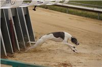 First_Solo_Racing_2011_Ceska_greyhound_dostihova_federace_DSC00424.JPG