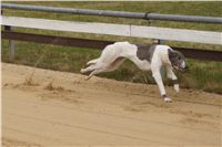 First_Solo_Racing_2011_Ceska_greyhound_dostihova_federace_DSC00437.JPG