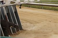 First_Solo_Racing_2011_Ceska_greyhound_dostihova_federace_DSC00463.JPG