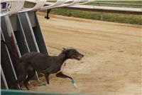 First_Solo_Racing_2011_Ceska_greyhound_dostihova_federace_DSC00464.JPG