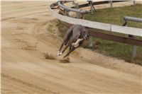 First_Solo_Racing_2011_Ceska_greyhound_dostihova_federace_DSC00477.JPG