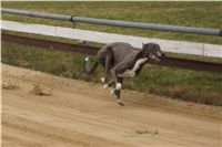 First_Solo_Racing_2011_Ceska_greyhound_dostihova_federace_DSC00480.JPG