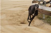 First_Solo_Racing_2011_Ceska_greyhound_dostihova_federace_DSC00498.JPG