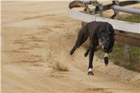 First_Solo_Racing_2011_Ceska_greyhound_dostihova_federace_DSC00499.JPG