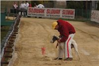 First_Solo_Racing_2011_Ceska_greyhound_dostihova_federace_DSC00549.JPG