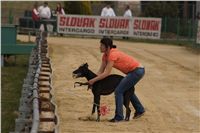 First_Solo_Racing_2011_Ceska_greyhound_dostihova_federace_DSC00572.JPG