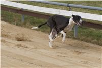 First_Solo_Racing_2011_Ceska_greyhound_dostihova_federace_DSC00611.JPG